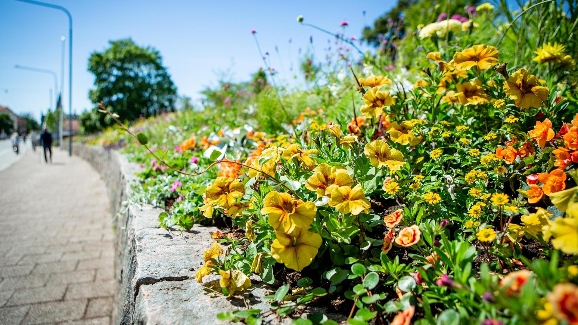 blommor i rabatt vid väg